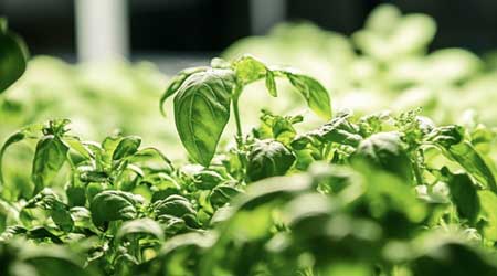 Wearable Tech for Plants: Can Smart Devices Help Your Garden Thrive?